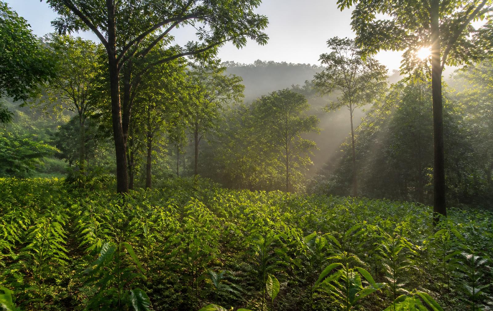 Community afforestation and ecological preservation in rural India
